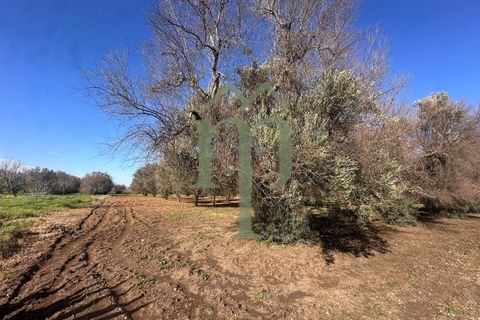 Ruinere i Brindisi, Brindisi, Brindisi - € 68.000 | Ref: Casolare Bern - foto 23